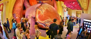 Walk inside the Giant Heart Exhibit: Fun Fact: The Giant Heart is the right size for a 220-foot tall person—someone as tall as the Statue of Liberty!